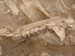 MS Bones in archaeological site / Western Cape, South Africa Stock Footage