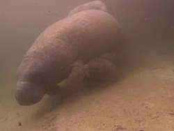 Manatees baby and mother, nursing, chased by male, travel, Florida, North Atlantic Ocean  Stock Footage