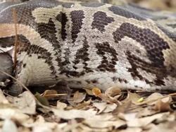 "CU TU Shot of Python eating rodent / Assam, Golaghat, India" Stock Footage