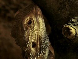 PAL:Bearded Dragon Stock Footage