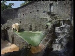 Aftermath of flooding at zoo, lost hippo found alive News Clip