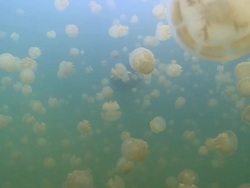 MS TS Man swimming through swarming stingless jellyfish / Palau, Micronesia, Palau  Stock Footage