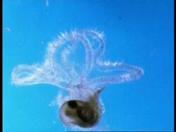 CU cilia hairs moving on Sea Snail larva, underwater microscopic view, Australia Stock Footage