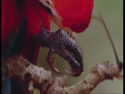 BCU Scarlet macaw preening leg feathers and wing, South America Stock Footage