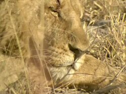 CU Lion sleeping / Okavango Delta, North West District, Botswana Stock Footage