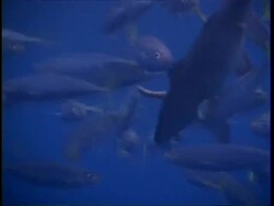 Fish school feeding dead fish bait, close up and medium shot, Guadalupe Island, Pacific Ocean Stock Footage