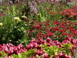 MS View of bloom field of flowers / Koblenz, Rhineland-Palatinate, Germany Stock Footage