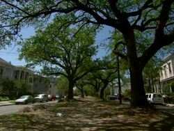 WS New Orleans tree lined street / New Orleans, Louisiana, United States Stock Footage