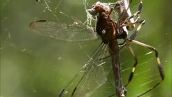 A spider feeds on a dragonfly. Stock Footage