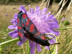 PAL: Flies Stock Footage