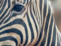 Zebra Stock Footage