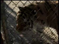 DV Tiger Mauling News Clip
