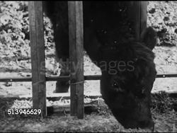 1950s: CATTLE FEEDING: VS Cattle, cows, w/ head throw feeding guards (fence) eating hay. Agriculture, livestock, bovine, farm, farmland, country, fodder, forage, 'cow-feteria' Instructional Video