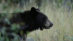 TS/SLOMO  shot of a male black bear (Ursus americanus) walking in the tall grass Stock Footage
