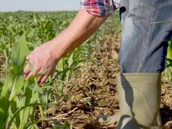 MS DS Farmer Checking Young Corn Plants Stock Footage