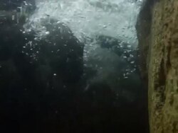 The Animal Residents Of Washington's National Zoo Stock Footage