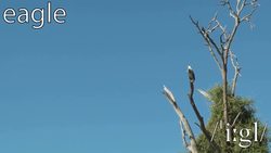 African Animals Instructional Video