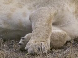 CU PAN TU TD Lion sleeping in grass / Tanzania Stock Footage