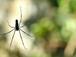 HD : Spider Stock Footage