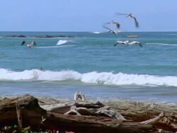 MS Pelicans flying over beach / Guanacaste, Costa Rica Stock Footage