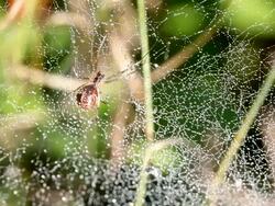 MS Spider hanging on spiderweb with dew drops / Saarburg, Rhineland-Palatinate, Germany  Stock Footage