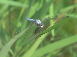 Blue dragonfly Stock Footage