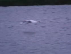 Great egret flying above the water  60i Stock Footage