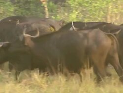 MS PAN Shot of Buffalo herd walking away from camera with several buffalo pausing to observe intently / Okavango Delta, North West District, Botswana Stock Footage