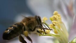 SLO MO bee picking up pollen from flowers stamen Stock Footage