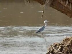 WS Heron bird at the lake / Lukuzi, Eastern, Zambia Stock Footage