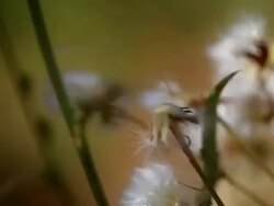 Dandelions Stock Footage