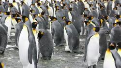 King Penguins on the beach at Gold Harbour on South Georgia, Southern Ocean. Stock Footage