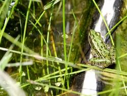 Frog Jumping Stock Footage