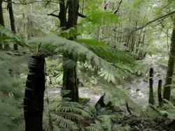 Rainforest Stock Footage