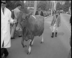 A CHEQUE ON A COW News Clip