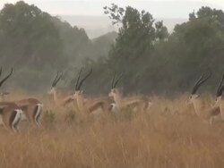 MS Grant gazelles in heavy rain AUDIO / Masai Mara, Rift Valley, Kenya    Stock Footage