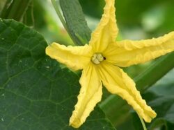 CU Shot of cucumis sativus / Serrig, Rhineland-Palatinate, Germany Stock Footage