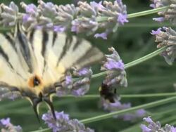 Lavender appeal Stock Footage