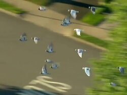 Medium  aerial pan-left - A flock of pigeons flies fast together. /  USA Stock Footage