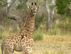 MS Shot of Young giraffe standing still / Okavango Delta, North-West District, Botswana Stock Footage