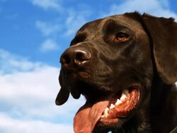 Dog (Shot on RED ONE 4K - 1080) Stock Footage