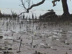 Mangroves as a feeding ground Stock Footage