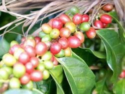 Coffee beans on trees. Stock Footage