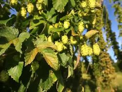 HD Crane: Hop Garden Close-up Stock Footage