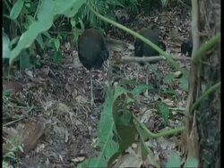MS Pan left to 3 Trumpeter birds on forest floor, Amazon Stock Footage