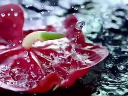 HD Super Slow-Mo: Raining On A Tropical Flower Stock Footage