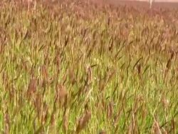 Wind blowing through grass. Stock Footage