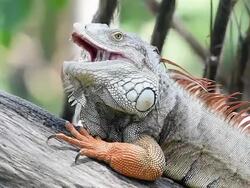 Iguana Stock Footage