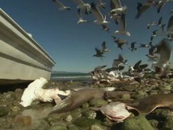 Fishermen no people, boat frame, sharks, seagulls, Mexico  Stock Footage