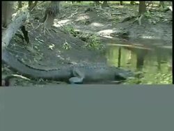 Alligator crawling over fallen tree on bank and into water, side view, Brazos Bend State Park, Texas, USA Stock Footage